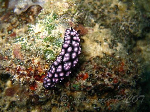 Phyllidiella pustulosa.JPG - Philippines - les Visayas